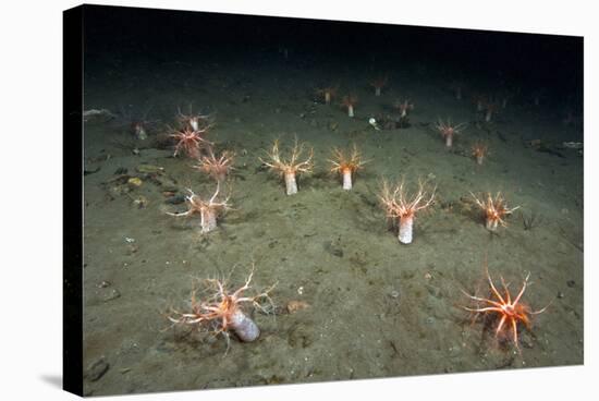 A Forest of Sea Cucumbers (Psolus Phantapus) Feeding, Extended Upward in a Scottish Sea Loch, UK-Alex Mustard-Stretched Canvas