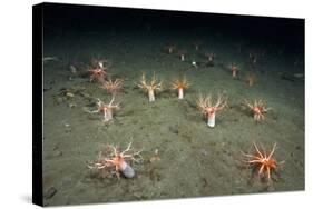 A Forest of Sea Cucumbers (Psolus Phantapus) Feeding, Extended Upward in a Scottish Sea Loch, UK-Alex Mustard-Stretched Canvas