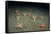 A Forest of Sea Cucumbers (Psolus Phantapus) Feeding, Extended Upward in a Scottish Sea Loch, UK-Alex Mustard-Framed Stretched Canvas