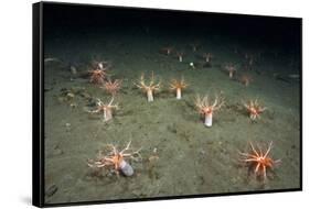 A Forest of Sea Cucumbers (Psolus Phantapus) Feeding, Extended Upward in a Scottish Sea Loch, UK-Alex Mustard-Framed Stretched Canvas