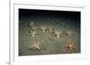 A Forest of Sea Cucumbers (Psolus Phantapus) Feeding, Extended Upward in a Scottish Sea Loch, UK-Alex Mustard-Framed Photographic Print