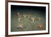 A Forest of Sea Cucumbers (Psolus Phantapus) Feeding, Extended Upward in a Scottish Sea Loch, UK-Alex Mustard-Framed Photographic Print