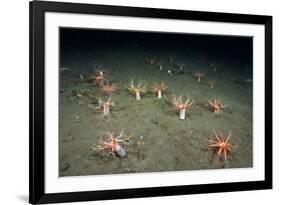 A Forest of Sea Cucumbers (Psolus Phantapus) Feeding, Extended Upward in a Scottish Sea Loch, UK-Alex Mustard-Framed Photographic Print