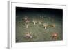 A Forest of Sea Cucumbers (Psolus Phantapus) Feeding, Extended Upward in a Scottish Sea Loch, UK-Alex Mustard-Framed Photographic Print