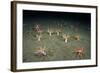 A Forest of Sea Cucumbers (Psolus Phantapus) Feeding, Extended Upward in a Scottish Sea Loch, UK-Alex Mustard-Framed Photographic Print