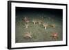 A Forest of Sea Cucumbers (Psolus Phantapus) Feeding, Extended Upward in a Scottish Sea Loch, UK-Alex Mustard-Framed Photographic Print