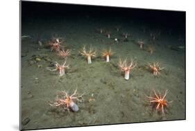 A Forest of Sea Cucumbers (Psolus Phantapus) Feeding, Extended Upward in a Scottish Sea Loch, UK-Alex Mustard-Mounted Photographic Print