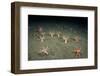 A Forest of Sea Cucumbers (Psolus Phantapus) Feeding, Extended Upward in a Scottish Sea Loch, UK-Alex Mustard-Framed Photographic Print