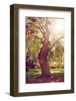 A Forest or Park with Trees with Autumn Leaves Done with a Retro Vintage Instagram Filter-graphicphoto-Framed Photographic Print