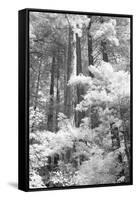 A Forest, Pacific Coast-Vincent James-Framed Stretched Canvas