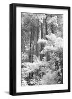 A Forest, Pacific Coast-Vincent James-Framed Photographic Print