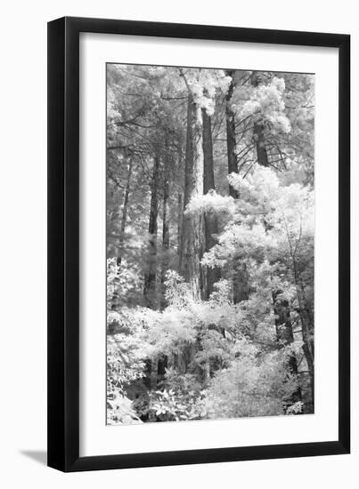 A Forest, Pacific Coast-Vincent James-Framed Photographic Print