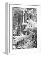 A Forest, Pacific Coast-Vincent James-Framed Photographic Print