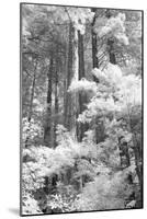 A Forest, Pacific Coast-Vincent James-Mounted Photographic Print