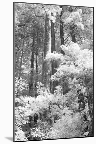 A Forest, Pacific Coast-Vincent James-Mounted Photographic Print