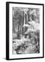 A Forest, Pacific Coast-Vincent James-Framed Photographic Print