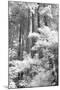 A Forest, Pacific Coast-Vincent James-Mounted Photographic Print