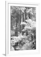 A Forest, Pacific Coast-Vincent James-Framed Photographic Print