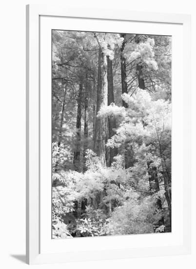 A Forest, Pacific Coast-Vincent James-Framed Photographic Print