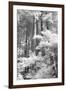 A Forest, Pacific Coast-Vincent James-Framed Photographic Print