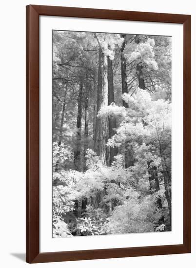 A Forest, Pacific Coast-Vincent James-Framed Photographic Print