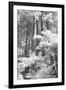 A Forest, Pacific Coast-Vincent James-Framed Photographic Print