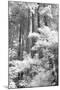 A Forest, Pacific Coast-Vincent James-Mounted Photographic Print