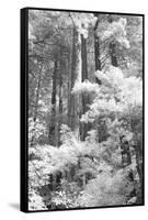 A Forest, Pacific Coast-Vincent James-Framed Stretched Canvas