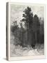 A Forest Pathway, Canada, Nineteenth Century-null-Stretched Canvas