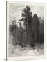 A Forest Pathway, Canada, Nineteenth Century-null-Stretched Canvas