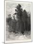 A Forest Pathway, Canada, Nineteenth Century-null-Mounted Giclee Print