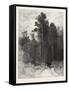 A Forest Pathway, Canada, Nineteenth Century-null-Framed Stretched Canvas