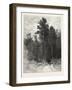 A Forest Pathway, Canada, Nineteenth Century-null-Framed Giclee Print