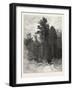 A Forest Pathway, Canada, Nineteenth Century-null-Framed Giclee Print