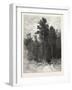 A Forest Pathway, Canada, Nineteenth Century-null-Framed Giclee Print