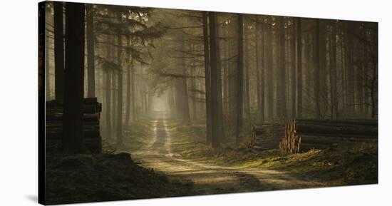 A Forest Walk-Jan Paul Kraaij-Stretched Canvas