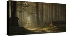 A Forest Walk-Jan Paul Kraaij-Stretched Canvas