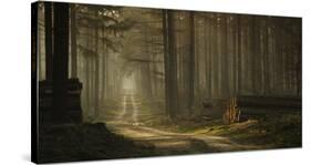 A Forest Walk-Jan Paul Kraaij-Stretched Canvas