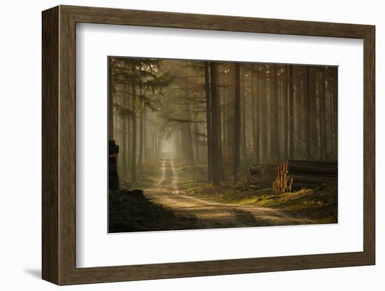 A Forest Walk-Jan Paul Kraaij-Framed Photographic Print