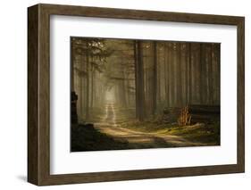 A Forest Walk-Jan Paul Kraaij-Framed Photographic Print