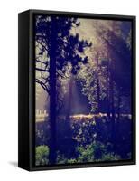 A Forest with the Sun Shining Through-graphicphoto-Framed Stretched Canvas