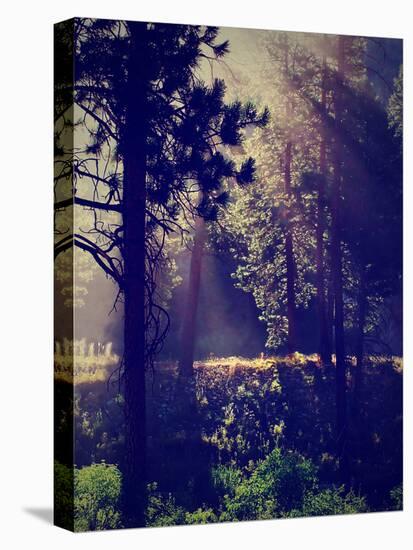 A Forest with the Sun Shining Through-graphicphoto-Stretched Canvas