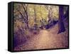 A Forest with the Sun Shining Through-graphicphoto-Framed Stretched Canvas