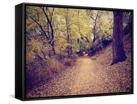 A Forest with the Sun Shining Through-graphicphoto-Framed Stretched Canvas