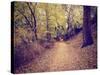 A Forest with the Sun Shining Through-graphicphoto-Stretched Canvas