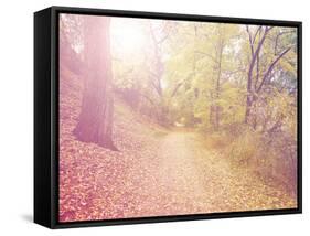 A Forest with the Sun Shining Through-graphicphoto-Framed Stretched Canvas