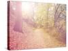 A Forest with the Sun Shining Through-graphicphoto-Stretched Canvas