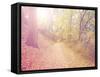 A Forest with the Sun Shining Through-graphicphoto-Framed Stretched Canvas