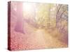 A Forest with the Sun Shining Through-graphicphoto-Stretched Canvas