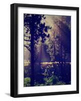 A Forest with the Sun Shining Through-graphicphoto-Framed Photographic Print